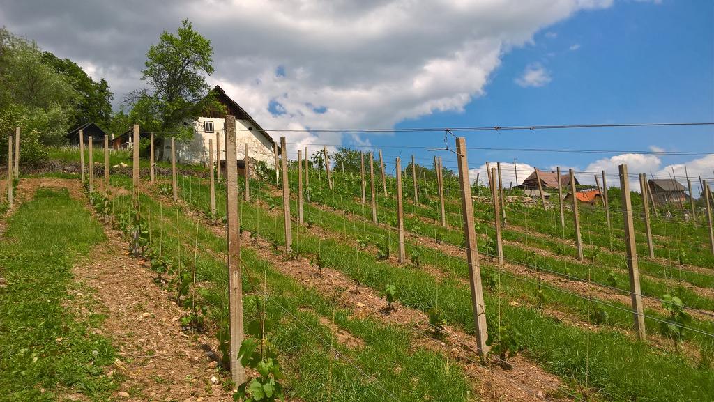 Vineyard Cottage Lustek Novo Mesto Dış mekan fotoğraf